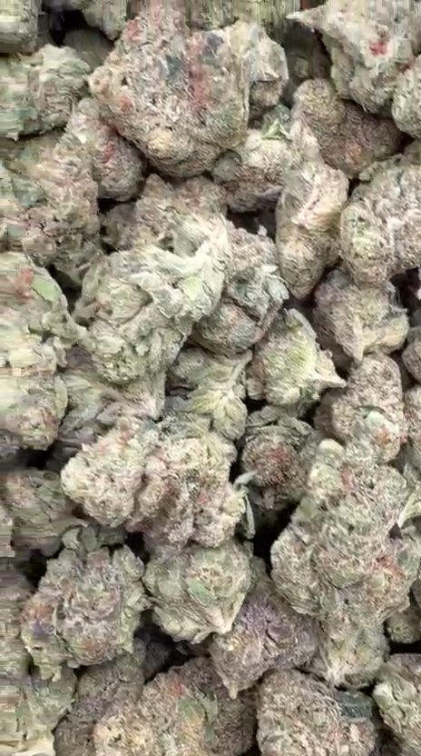 Sherbet & Haze Mediums - Bulk Mediums - Sativa