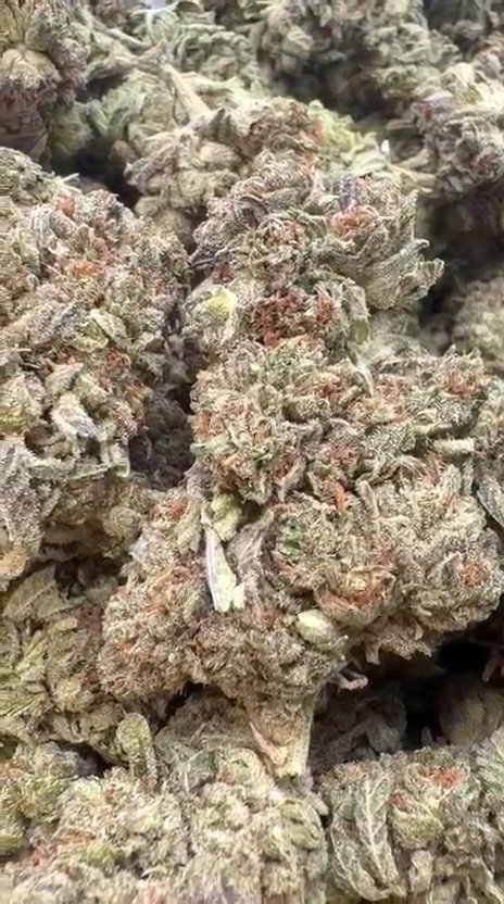 Black Cherry Cookies - Bulk - Hybrid