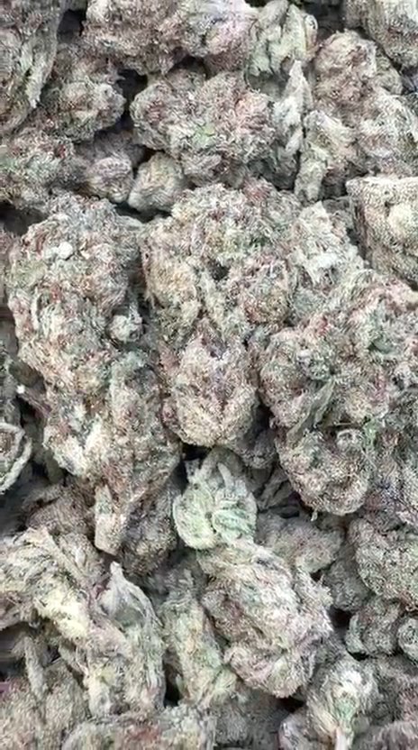 Gary Cherry Mediums - Bulk Mediums - Indica