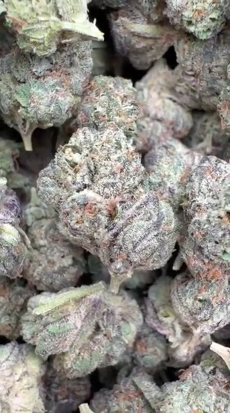 Ice Cream Cake Mediums - Bulk Mediums - Indica