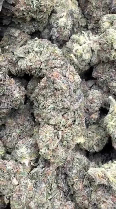 White Gushers - Bulk - Hybrid