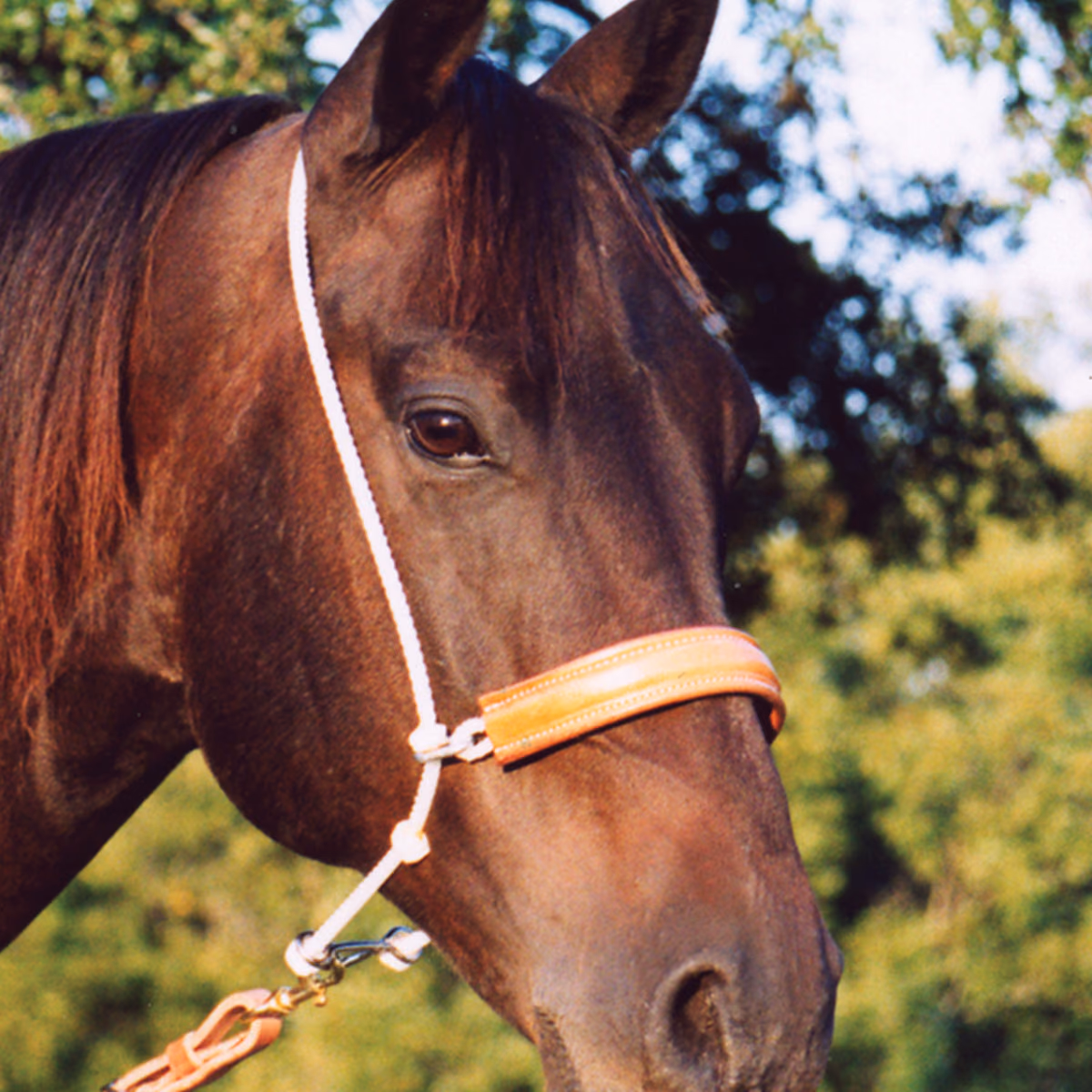 Martin Saddlery Headsetter Tiedown Rope with Leather Cover