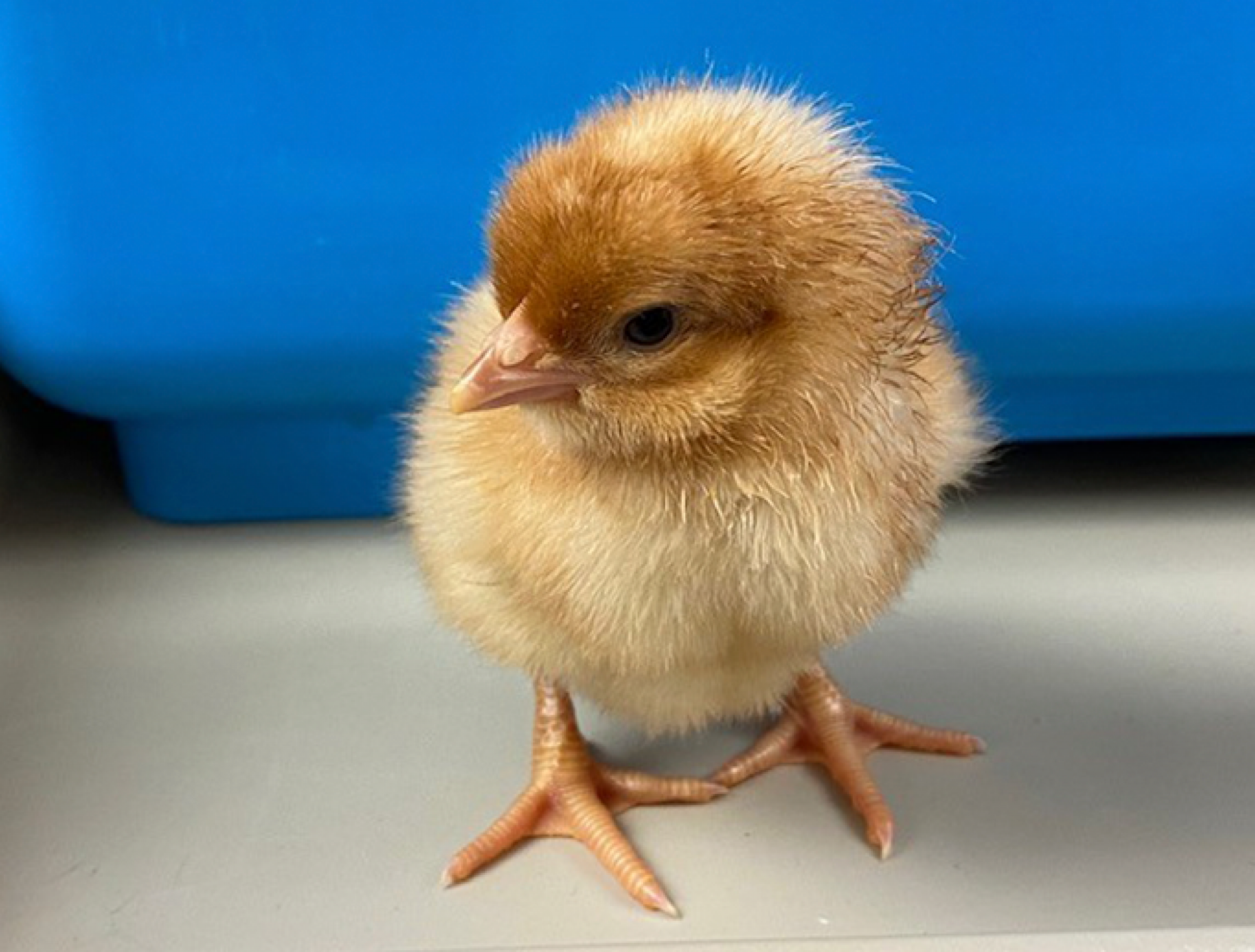 An Egg-citing Opportunity at Merakey AVS in Philadelphia