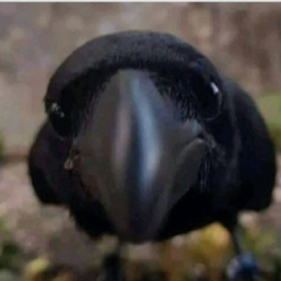 Mestre Corvo