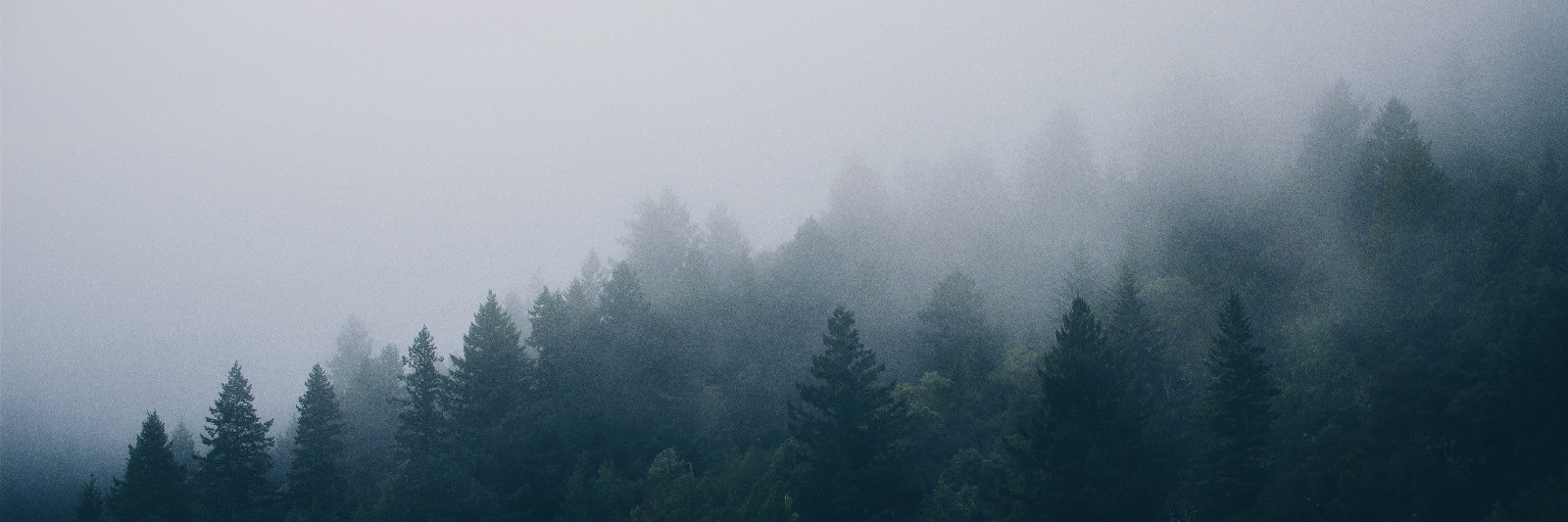 Profile Background