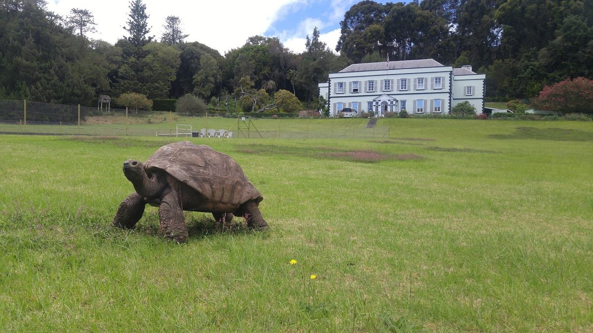 Noticia: La tortuga Jonathan, el animal terrestre más viejo del planeta, cumple 190 años La tortuga Jonathan, el animal terrestre más viejo del planeta, cumple 190 años