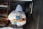 Imagen: 180.000 aves serán sacrificadas como medida de contención por la gripe aviar Imagen: 180.000 aves serán sacrificadas como medida de contención por la gripe aviar