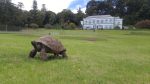 Imagen: La tortuga Jonathan, el animal terrestre más viejo del planeta, cumple 190 años Imagen: La tortuga Jonathan, el animal terrestre más viejo del planeta, cumple 190 años