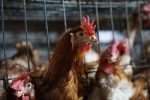 Imagen: Gripe aviar en Ecuador: consumir carne o huevos de aves no es una vía de contagio Imagen: Gripe aviar en Ecuador: consumir carne o huevos de aves no es una vía de contagio