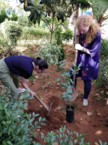 Planting a tree