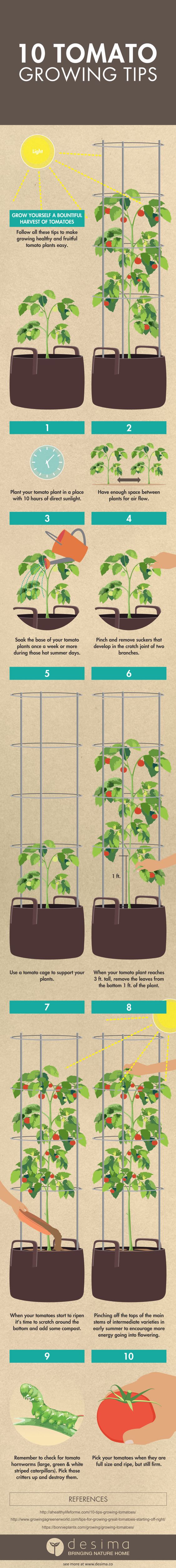 10 Tips For Growing Tomatoes