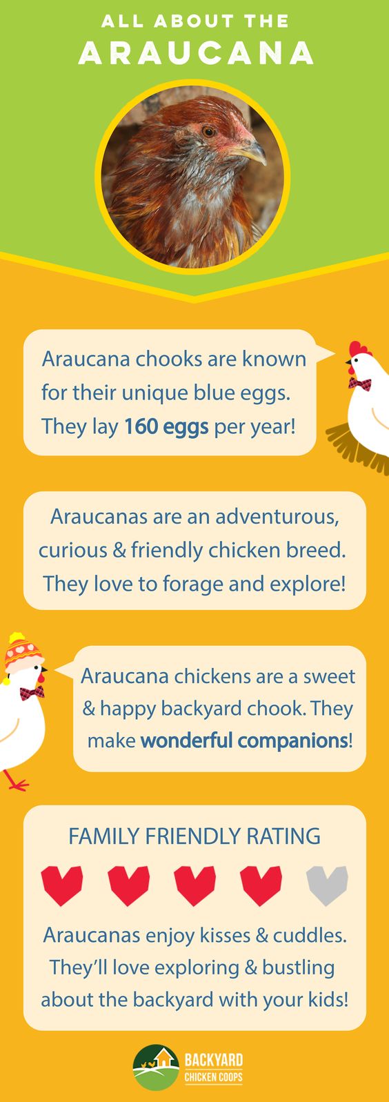 chickens allaboutaraucana
