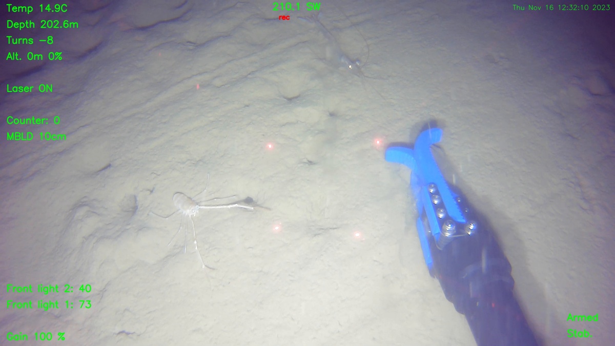 4215-alpharov-prof-d500_2