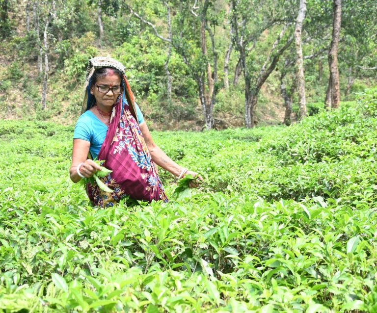 Minoti Tea Garden Cataract Case 13 copy