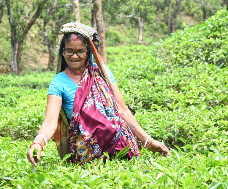 Minoti Tea Garden Cataract Case 21 copy