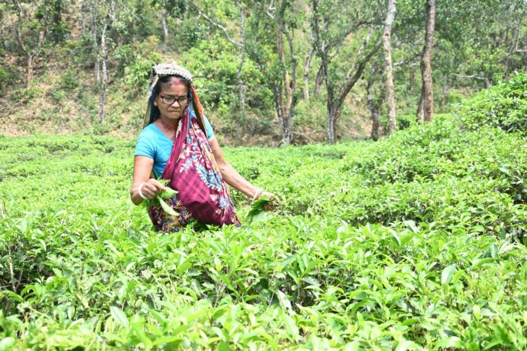 Minoti Tea Garden Cataract Case 13 copy