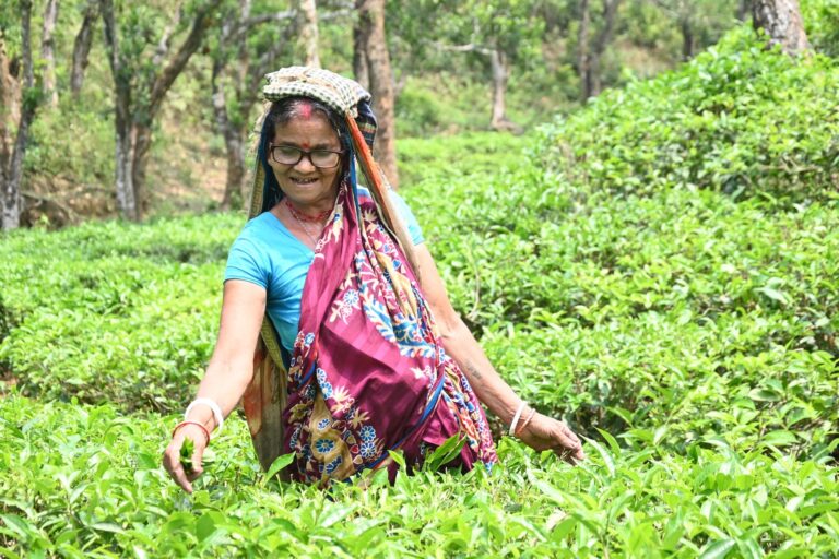 Minoti Tea Garden Cataract Case 21 copy