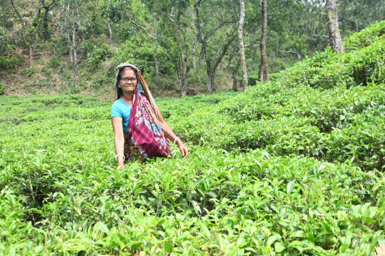 Minoti Tea Garden Cataract Case 14 dupe