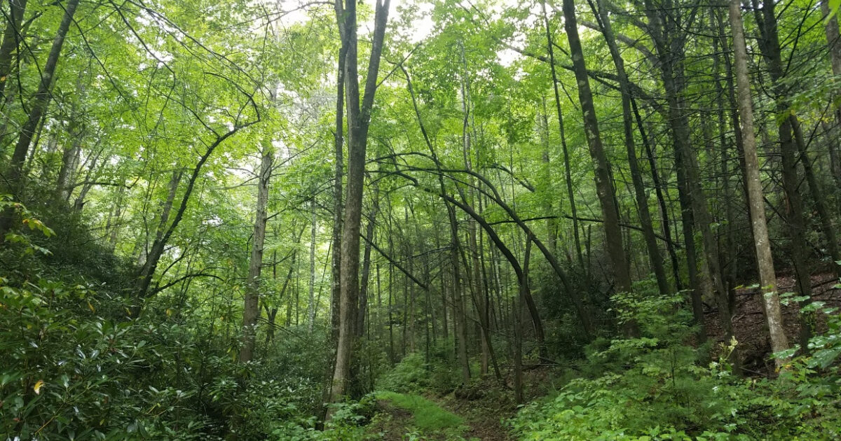 Catalyst Grants Support Conservation in North Carolina Open Space