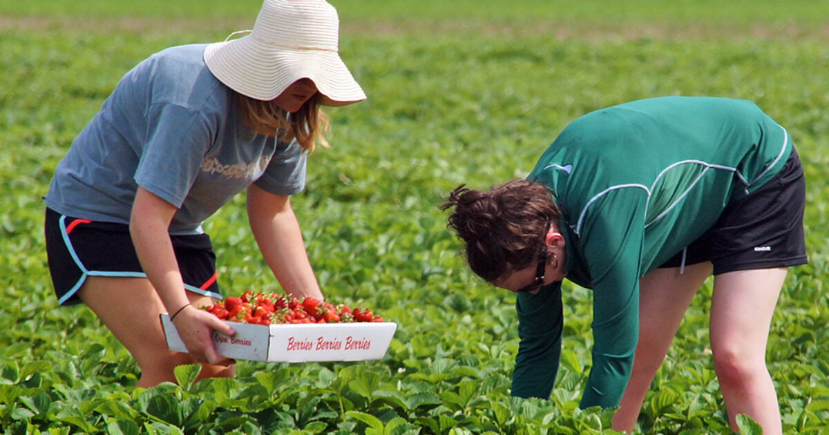 Celebrated Hand Melon Farm Permanently Protected Open Space Institute