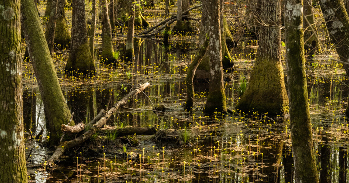 Open Space Institute Acquires Third ‘Slater’ Property in South Carolina