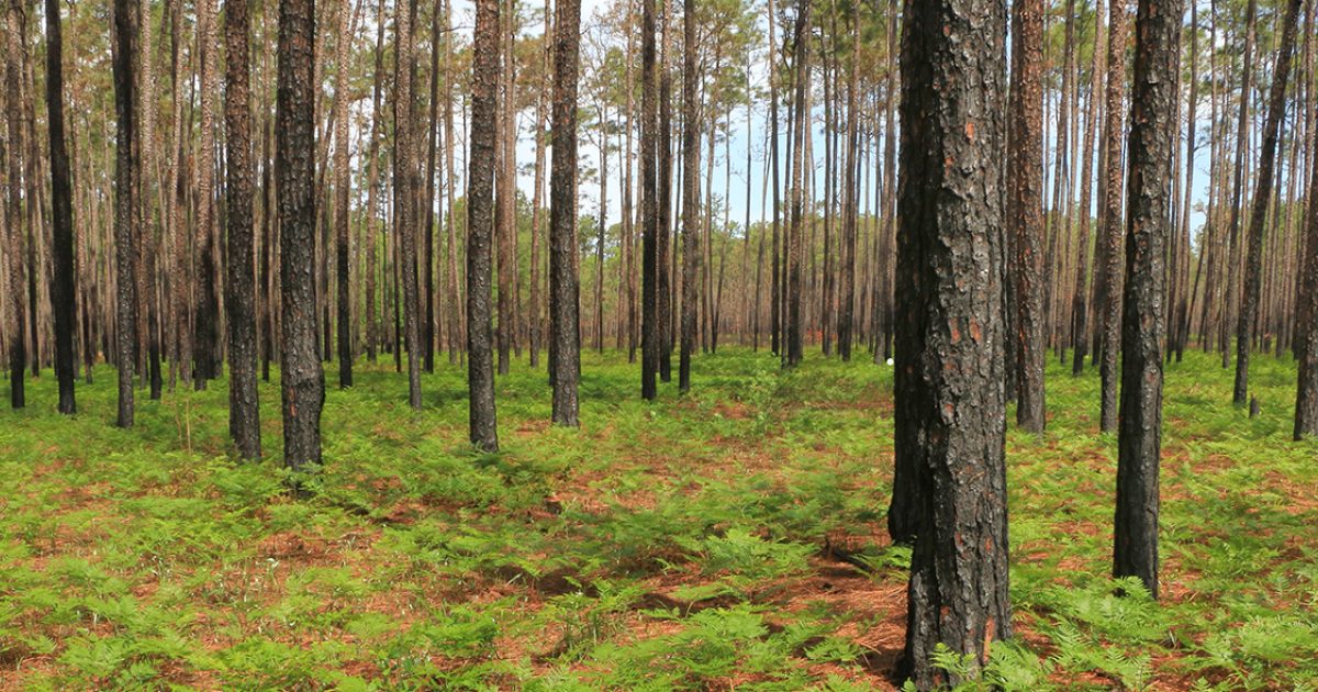 Healthy Habitat for the Longleaf Pine (2017) Open Space Institute (enUS)