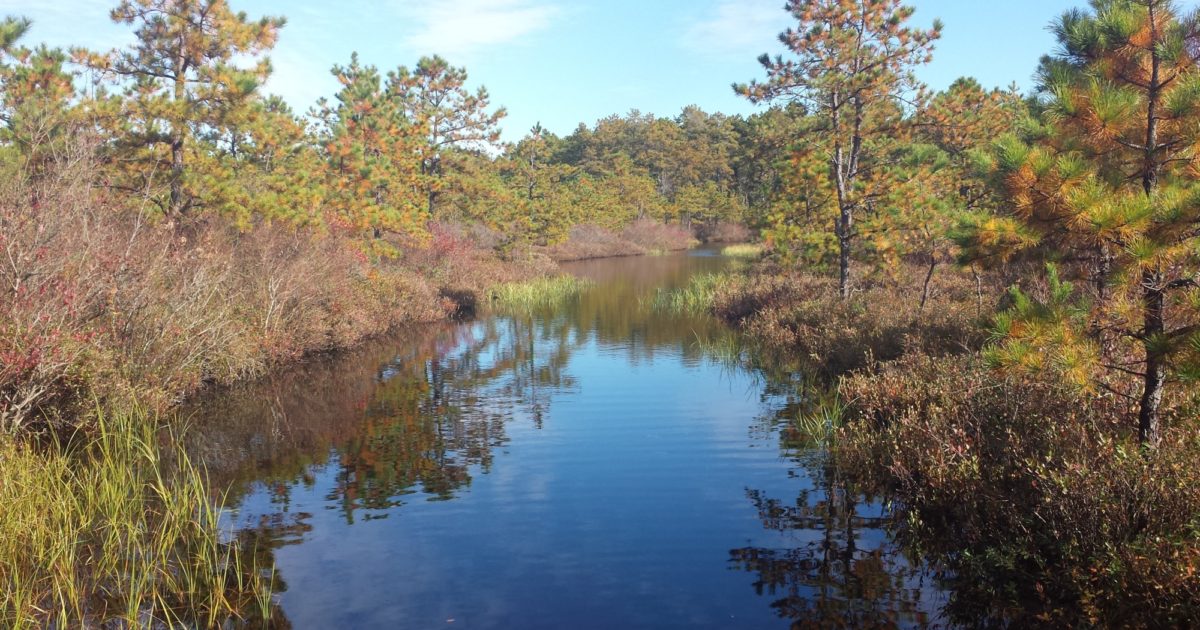 Former New Jersey Blueberry Farm Is Now Nature Preserve, Thanks to OSI