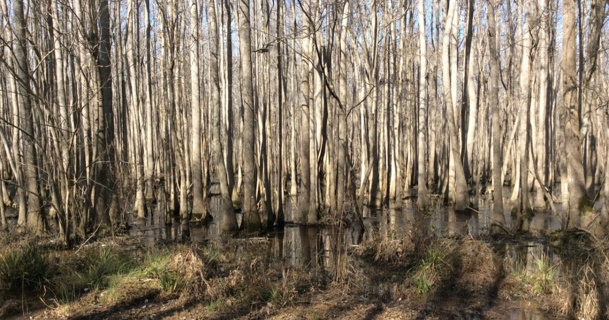 The Open Space Institute, Pee Dee Land Trust and South Carolina Ports