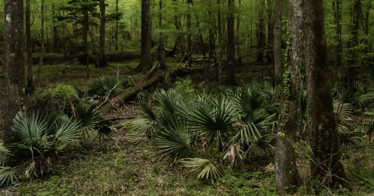 Open Space Institute Acquires 3,800 Acres of Forestland in Jasper