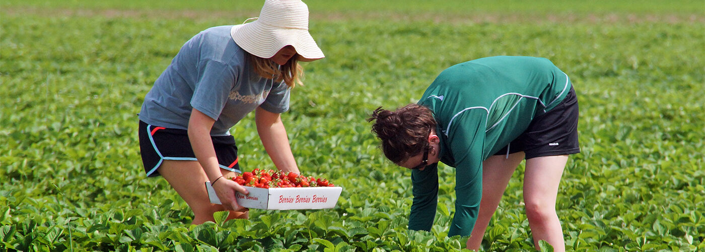 Celebrated Hand Melon Farm Permanently Protected Open Space Institute