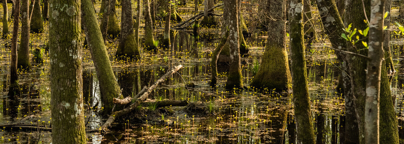 Open Space Institute Acquires Third ‘Slater’ Property in South Carolina