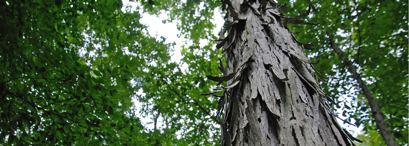 New Nature Preserve Created in Northern NJ, Thanks to Open Space