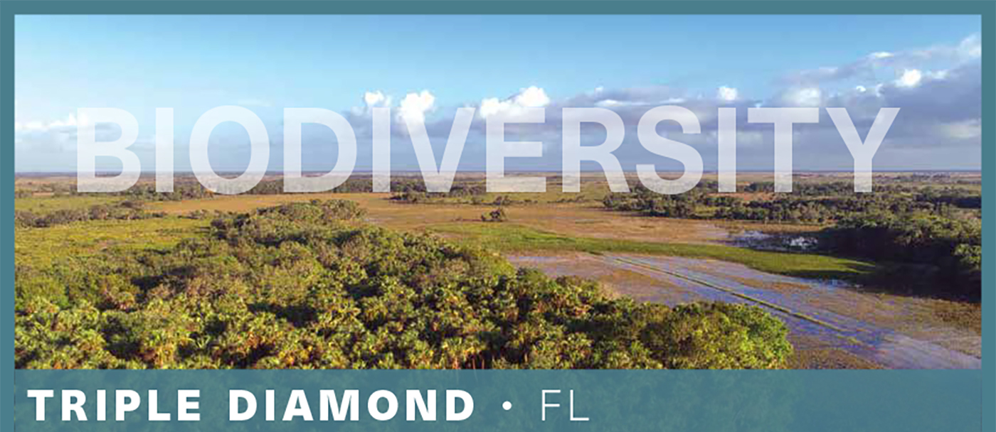 Located 100 miles south of Orlando in the Everglades Headwaters National Wildlife Refuge, the Triple Diamond Ranch property is in one of the most biologically rich grasslands in the world. The nearly 4,000-acre property is home to rare species including the Florida grasshopper sparrow and the federally listed gopher tortoise, as well as the indigo snake, crested caracara, red-cockaded woodpecker, and a range of wading birds. The refuge is a key part of a matrix of lands filtering water for the Kissimmee River and, ultimately, Lake Okeechobee — the source of water for one in three Floridians. In 2018, the property was conserved after OSI acquired it for $9.7 million and transferred it to the Florida Department of Environmental Protection and the US Fish & Wildlife Service. With its conservation, the land was added to more than 200,000 adjoining protected acres — an expanse that will harbor wildlife even as habitats shift from climate change.