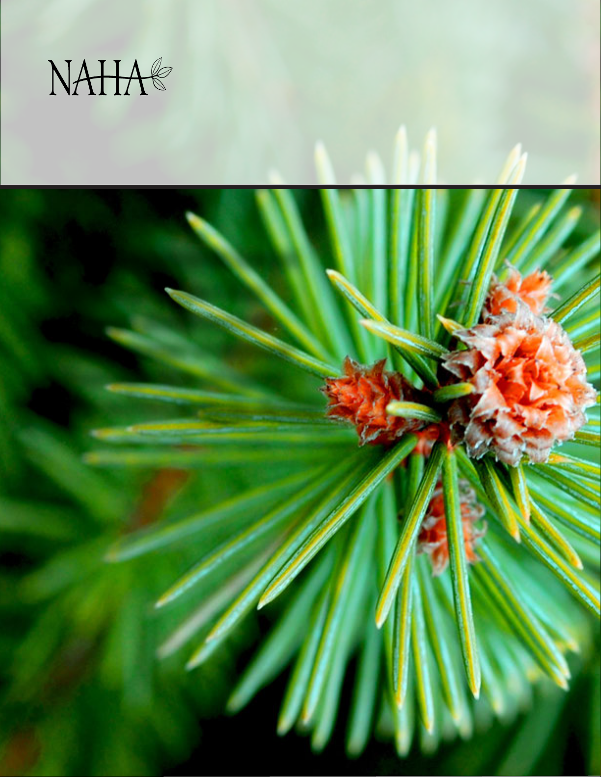 The National Association for Holistic Aromatherapy Aromatherapy Journal