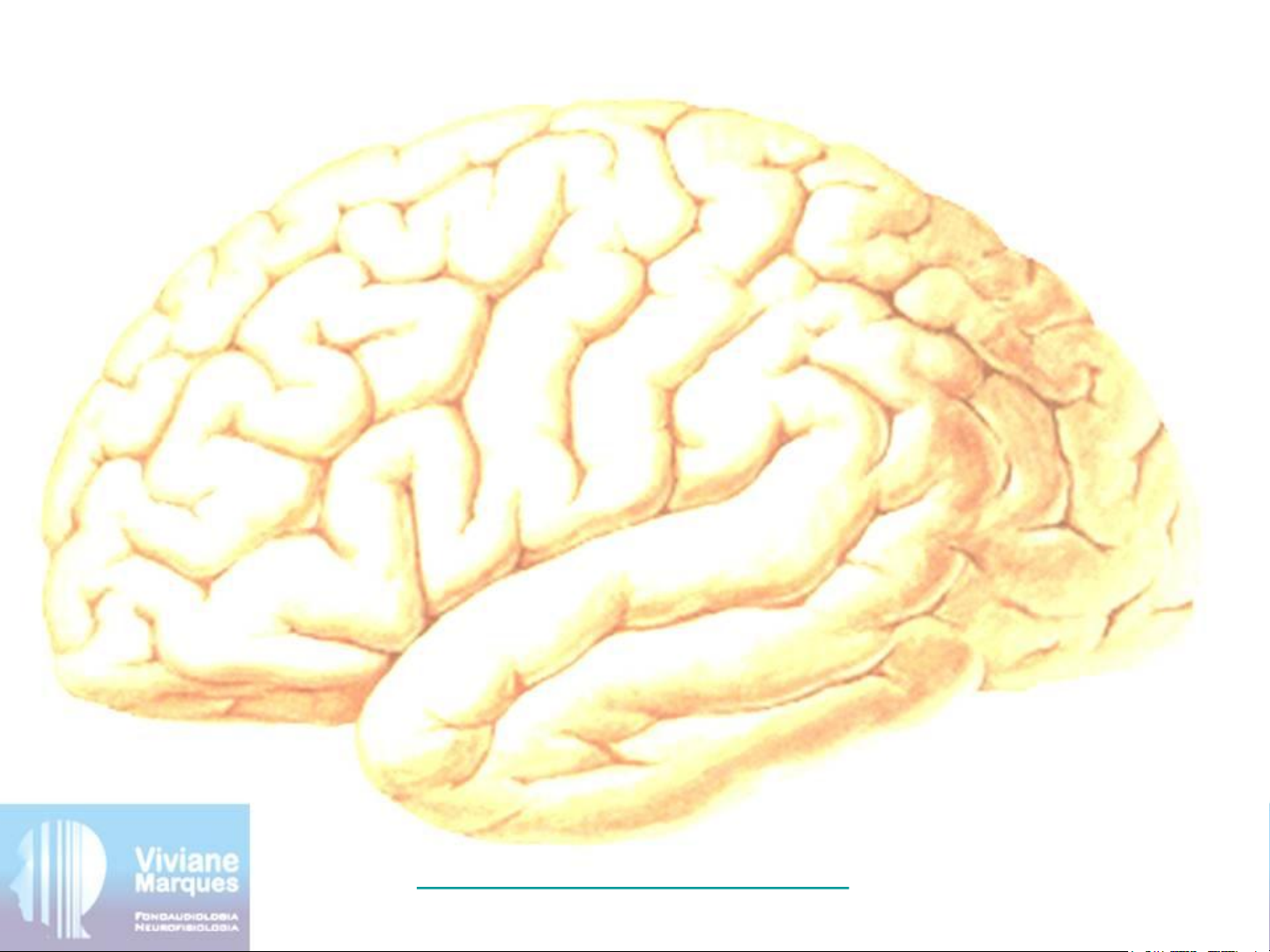 Funções do Córtex Cerebral