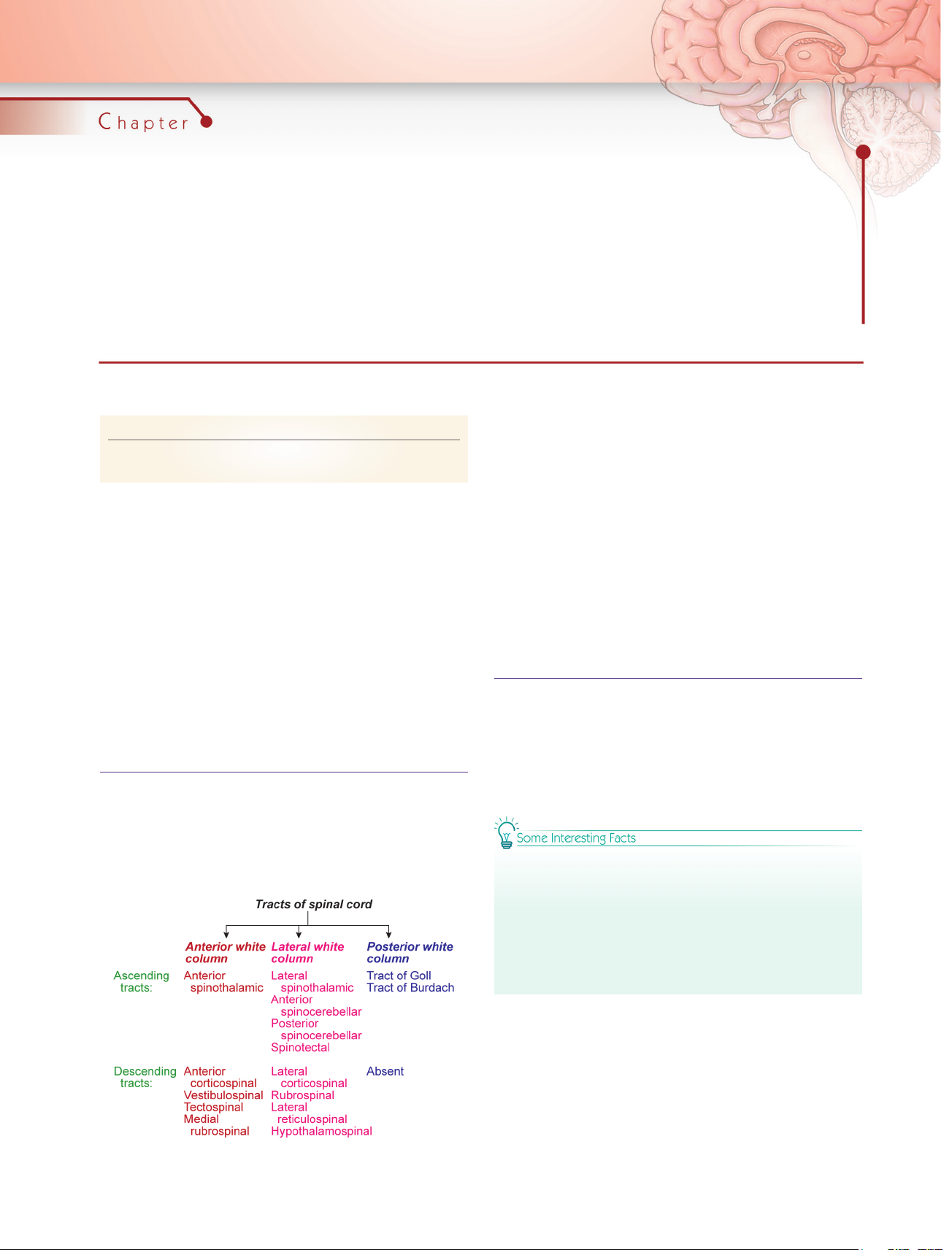 Tracts of Spinal Cord
