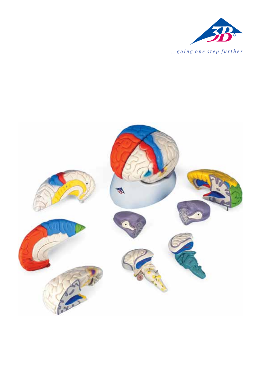 Neuro-Anatomical Brain, 8-part