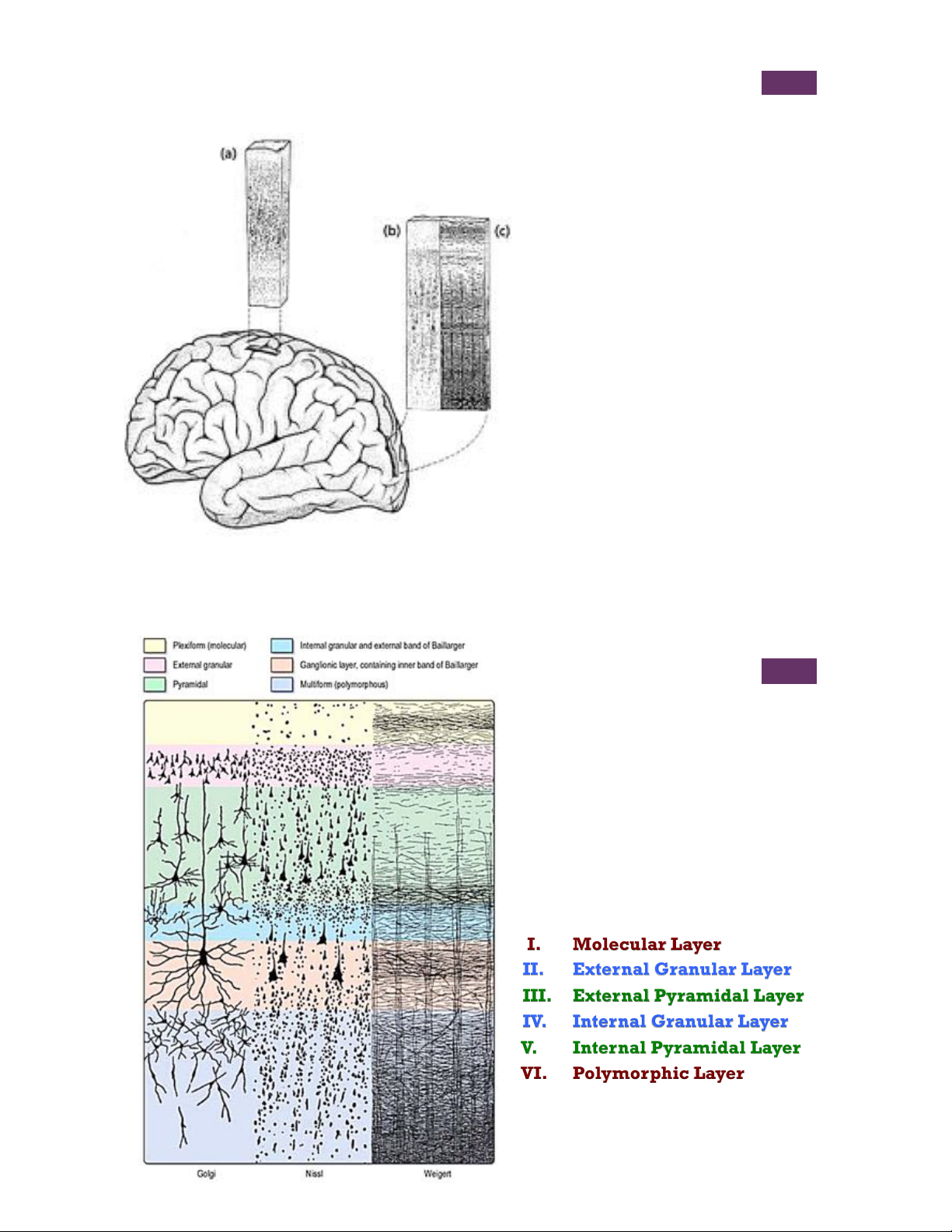 Architecture of the Cerebral Cortex