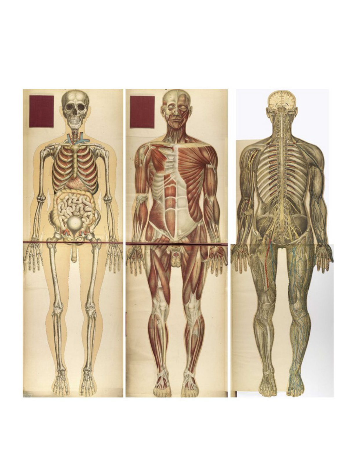 Anatomy and Physiology Lab I