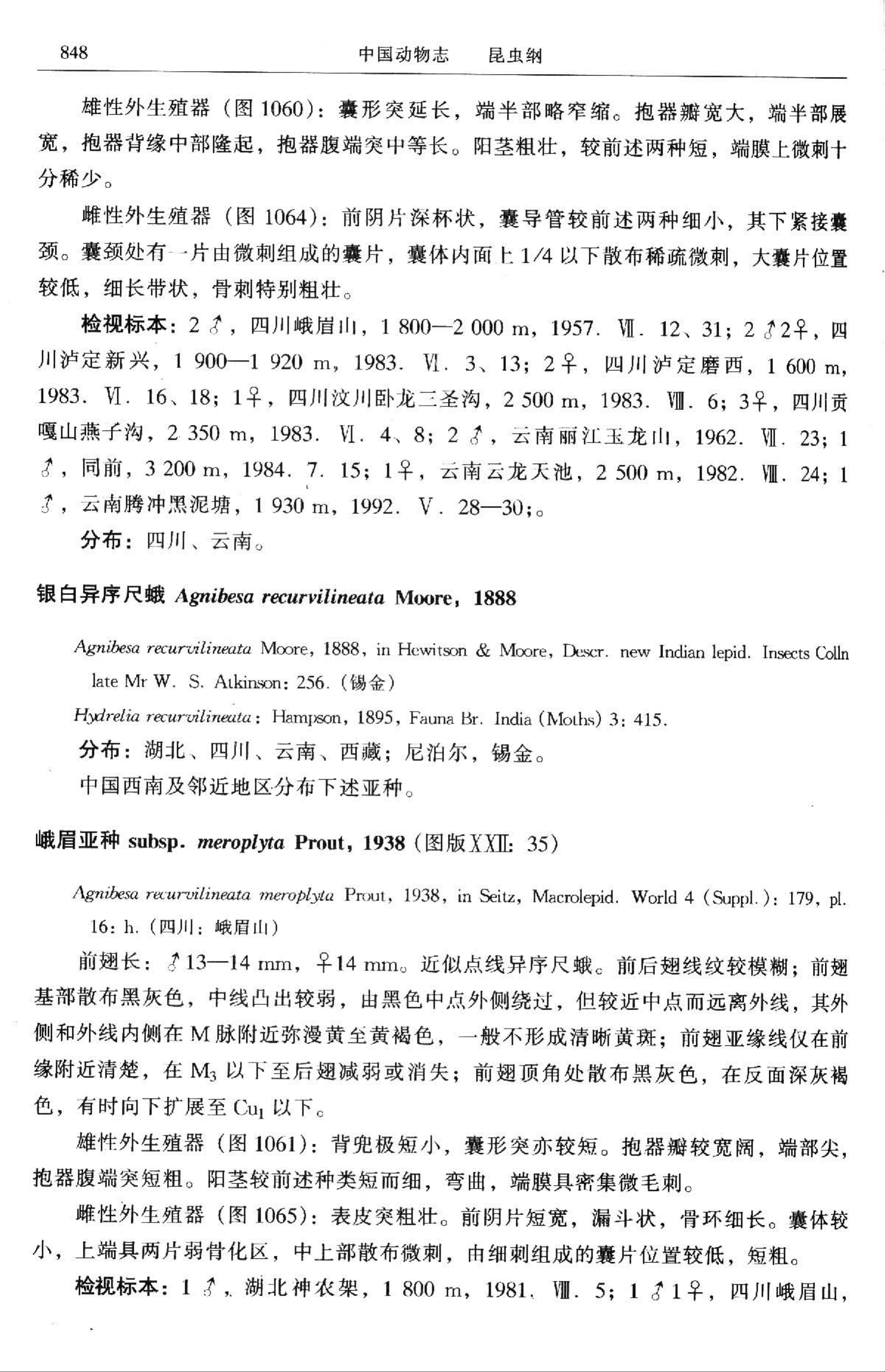 银白异序尺蛾 Agnibesa recurvilineata Moore, 1888