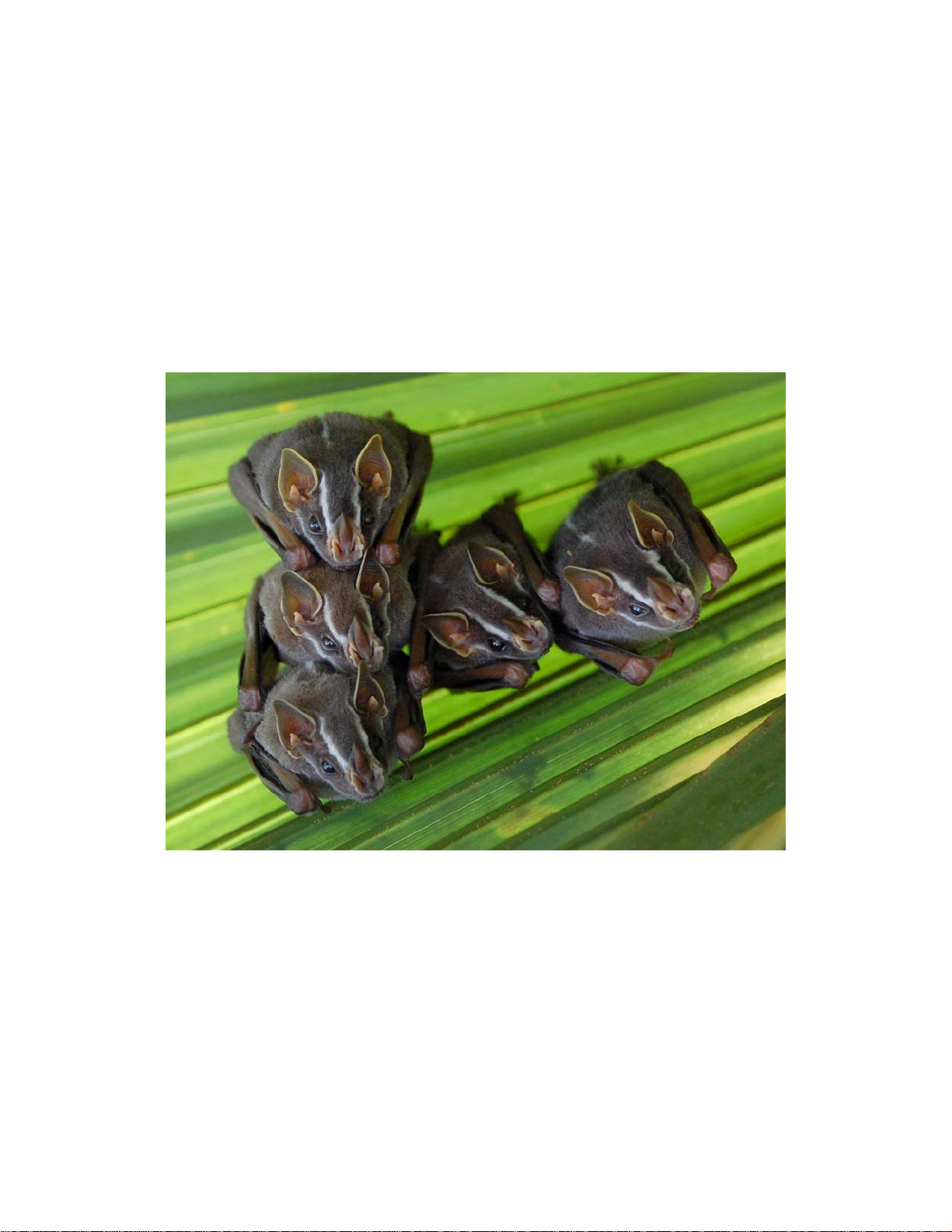 BAT RESEARCH NEWS