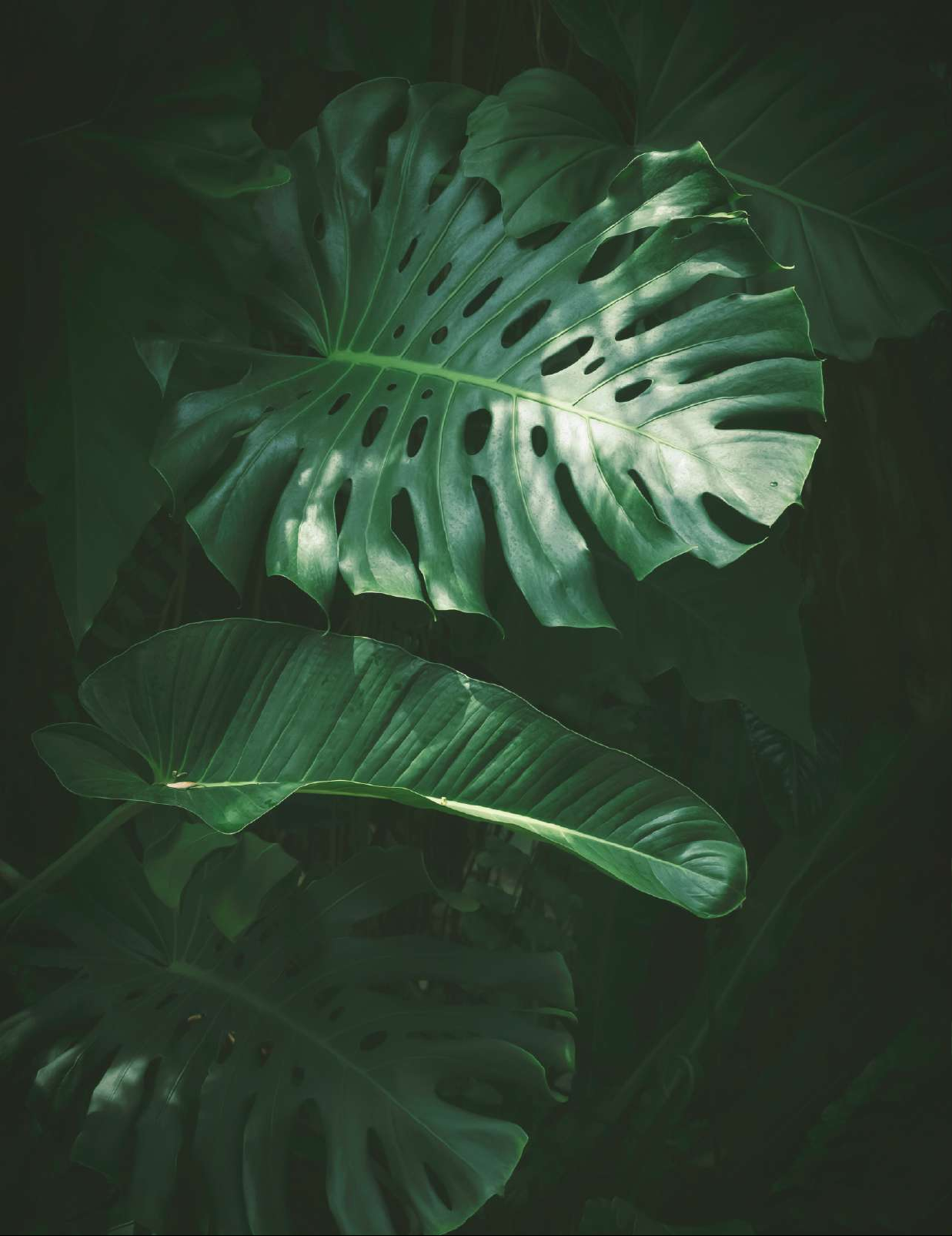 The Green Issue