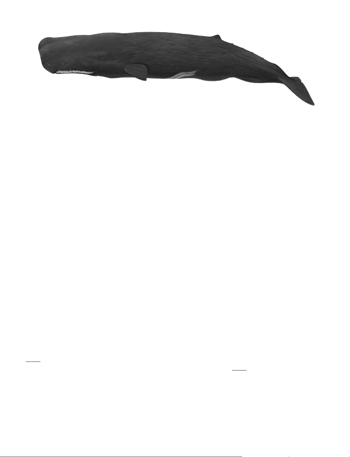 The Sperm Whale