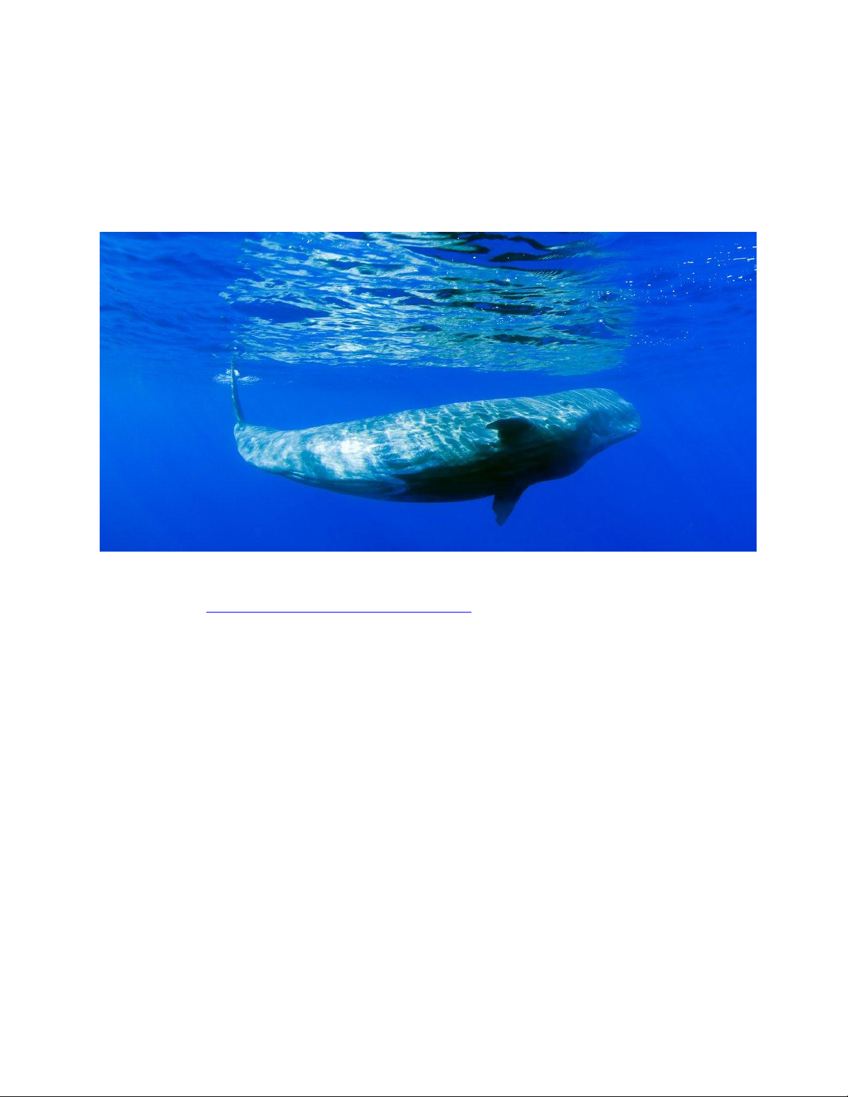 Physeter macrocephalus (Sperm Whale)