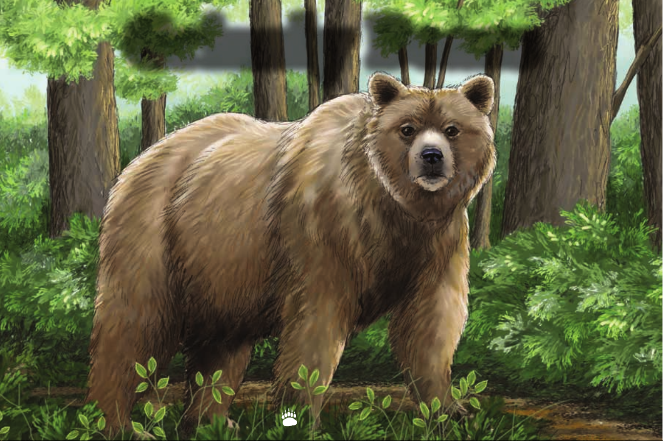 Grizzly Bears