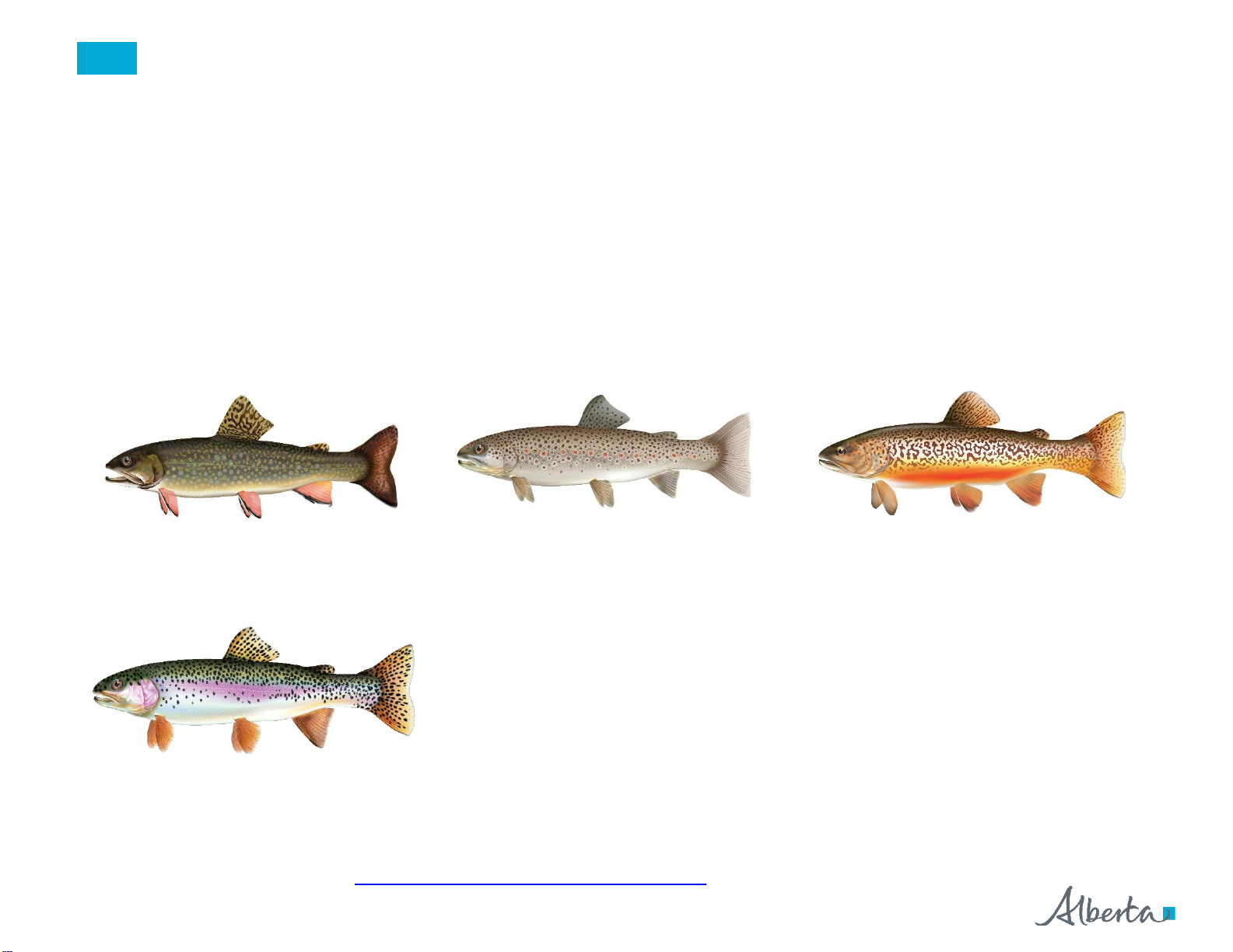 Planned Fish Stocking Report 2025