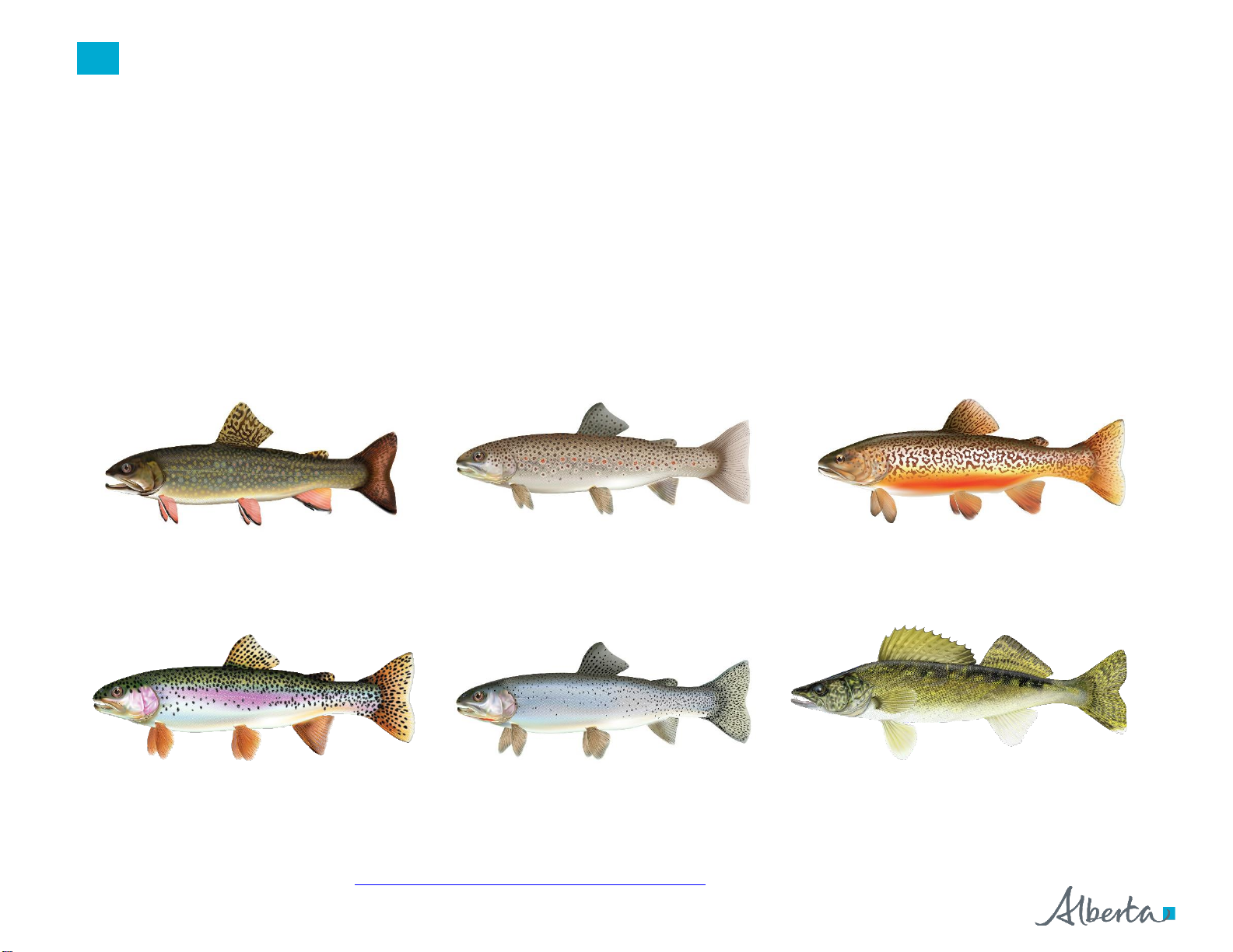 Fish Stocking Report