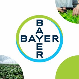 08 Bayer 500x500