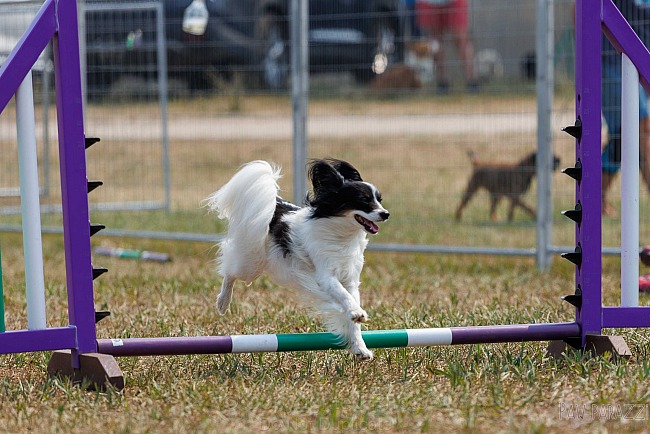 Animoosh August 2&3 2025