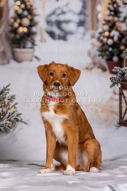 Tamsu Christmas Minis 2025